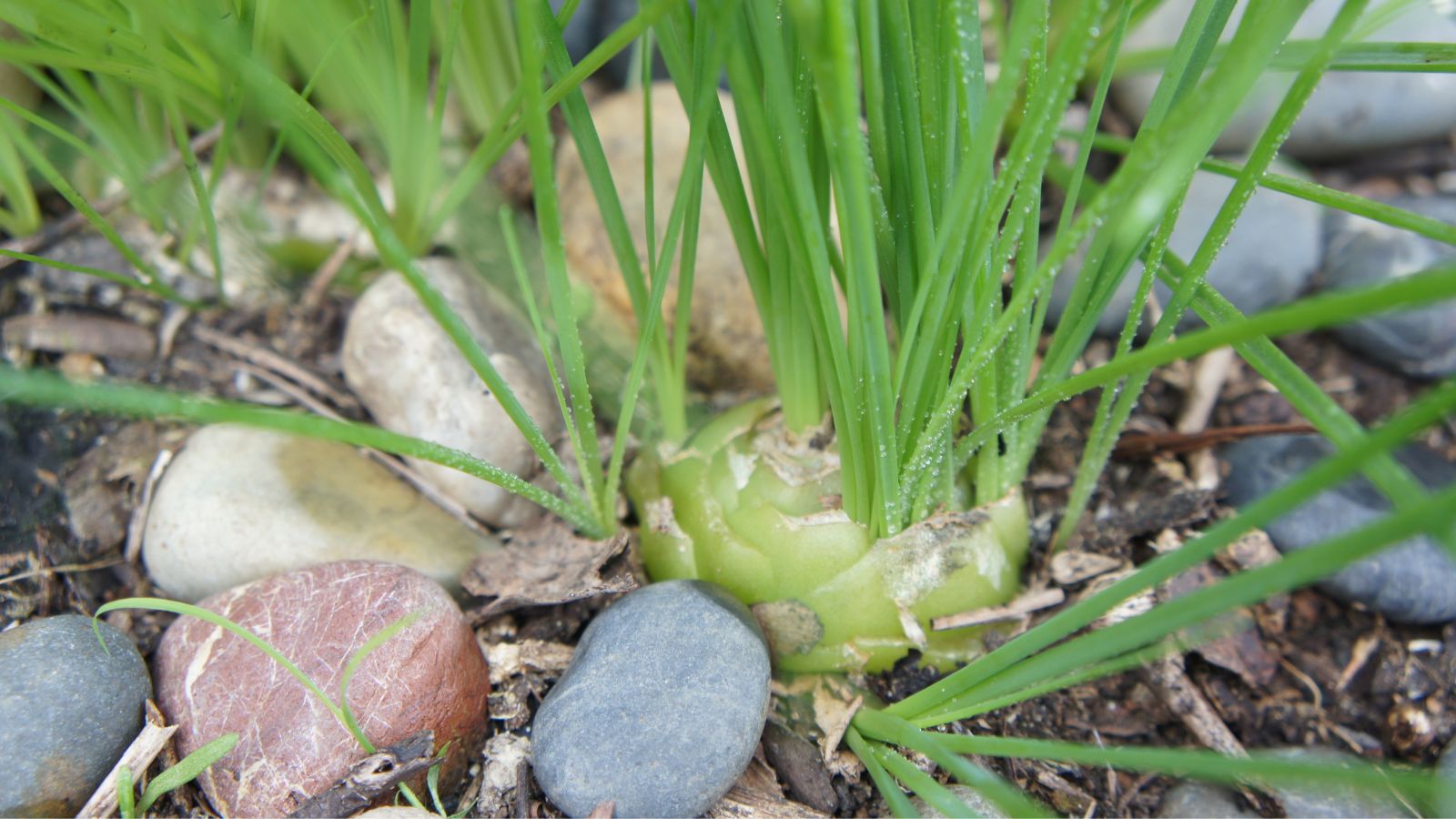 A close-up shot of a bulb of a houseplant