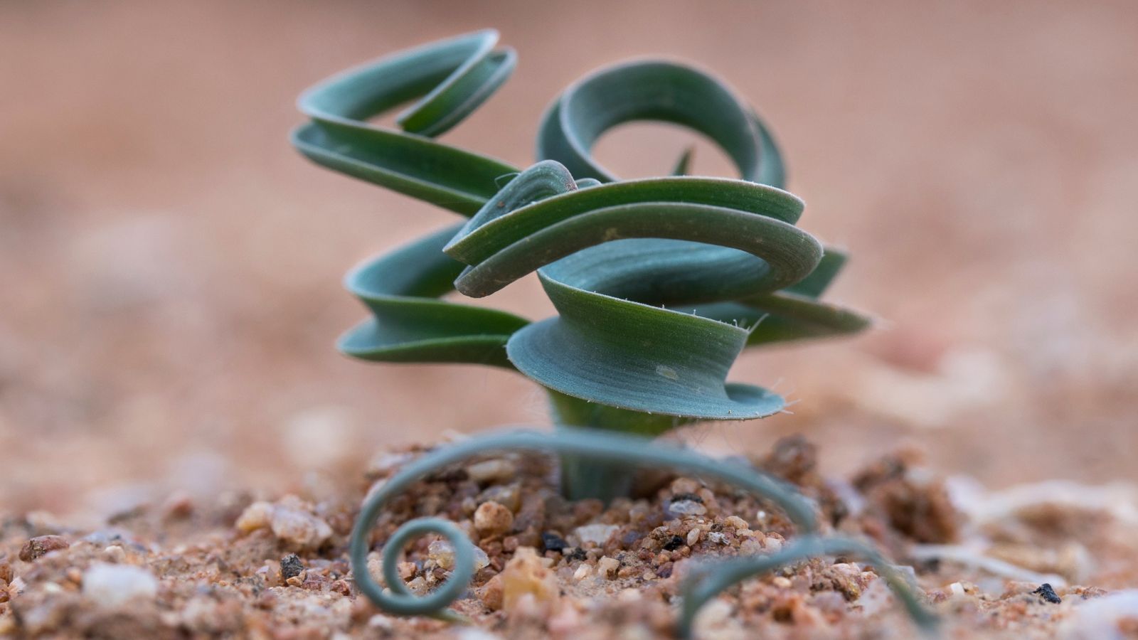 A close-up shot of a developing plant in soil outdoors