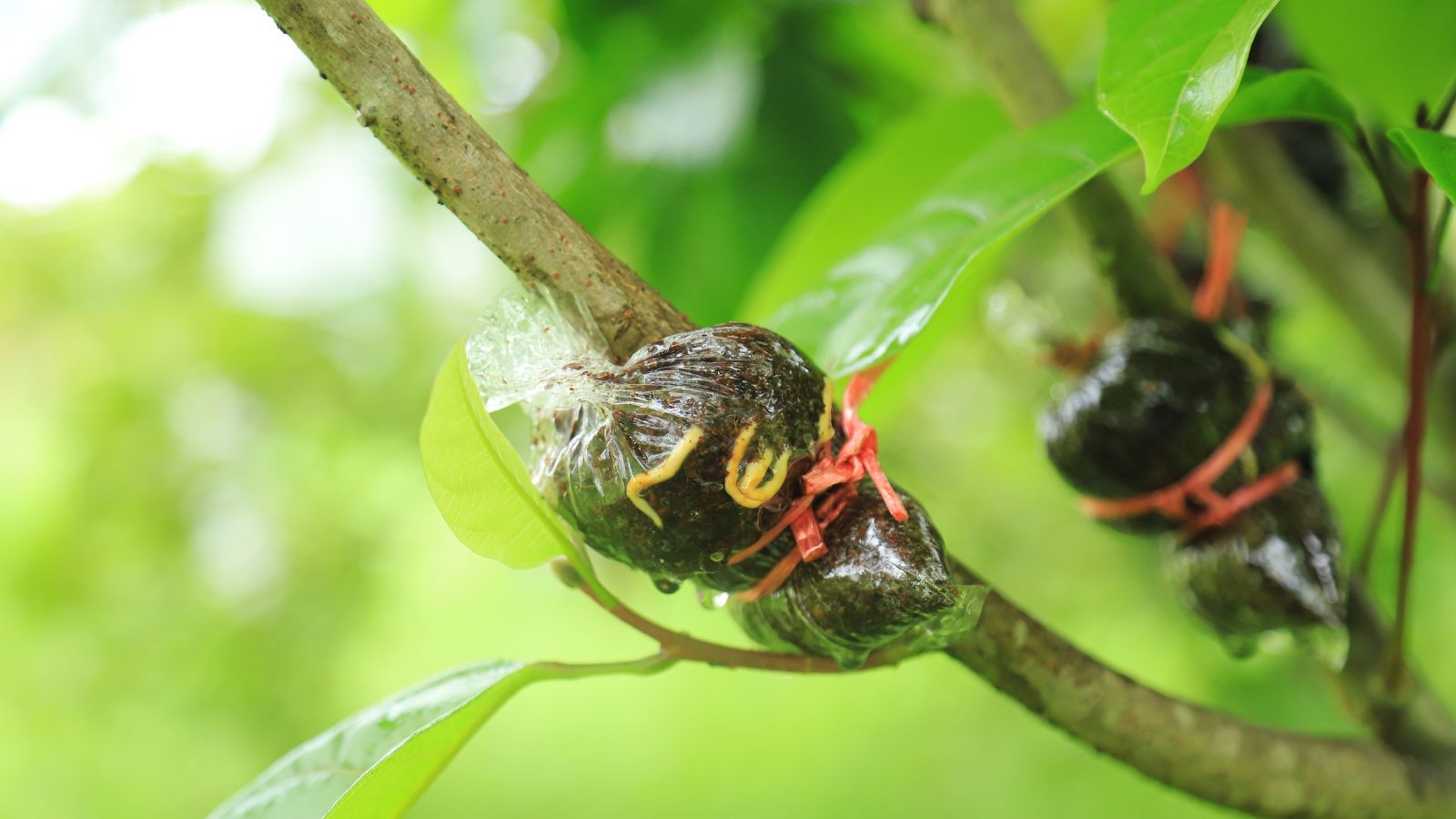 A close-up shot of a grafting technique done on a branch of a large fruit bearing plant