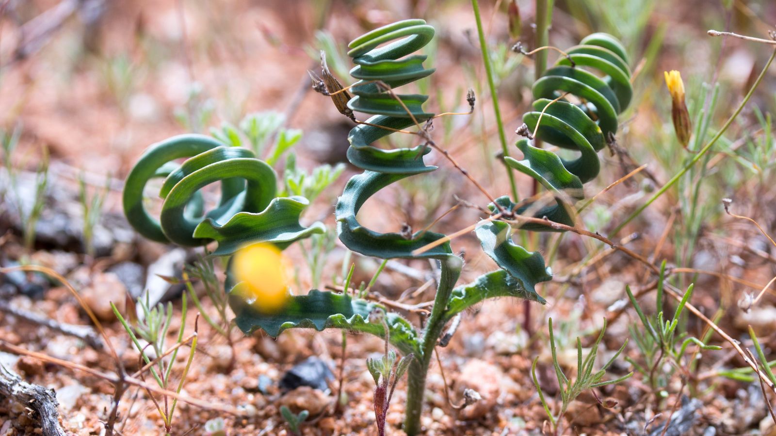 A close-up shot of a growing plant basking in bright sunlight