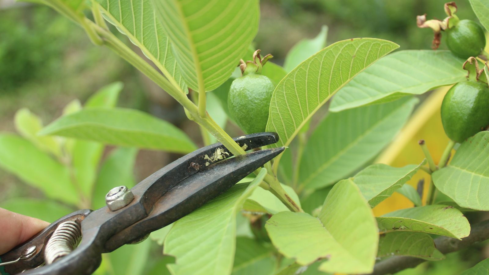 A close-up shot of a pruner in the process of trimming off a branch of a fruit bearing plant