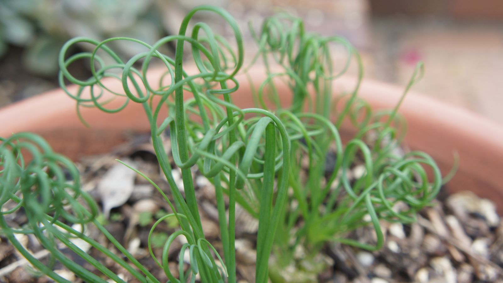 A close-up shot of grass-like and spiral leaves of a houseplant that is placed in a pot n a well lit area indoors