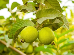 A close-up shot of green fruits of a Guava tree