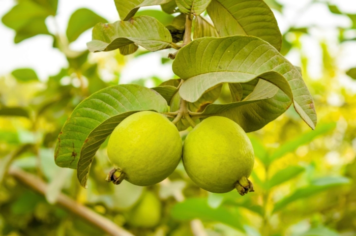 A close-up shot of green fruits of a Guava tree