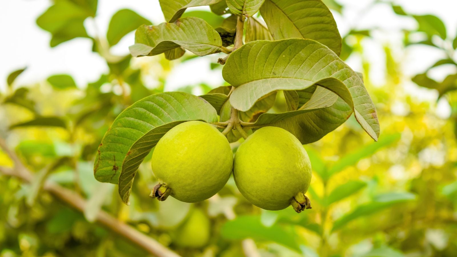 A close-up shot of green fruits of a Guava tree