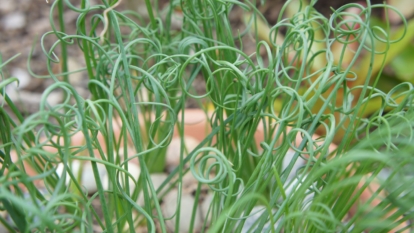 A close-up shot of spiral leaves of a houseplant placed in a pot