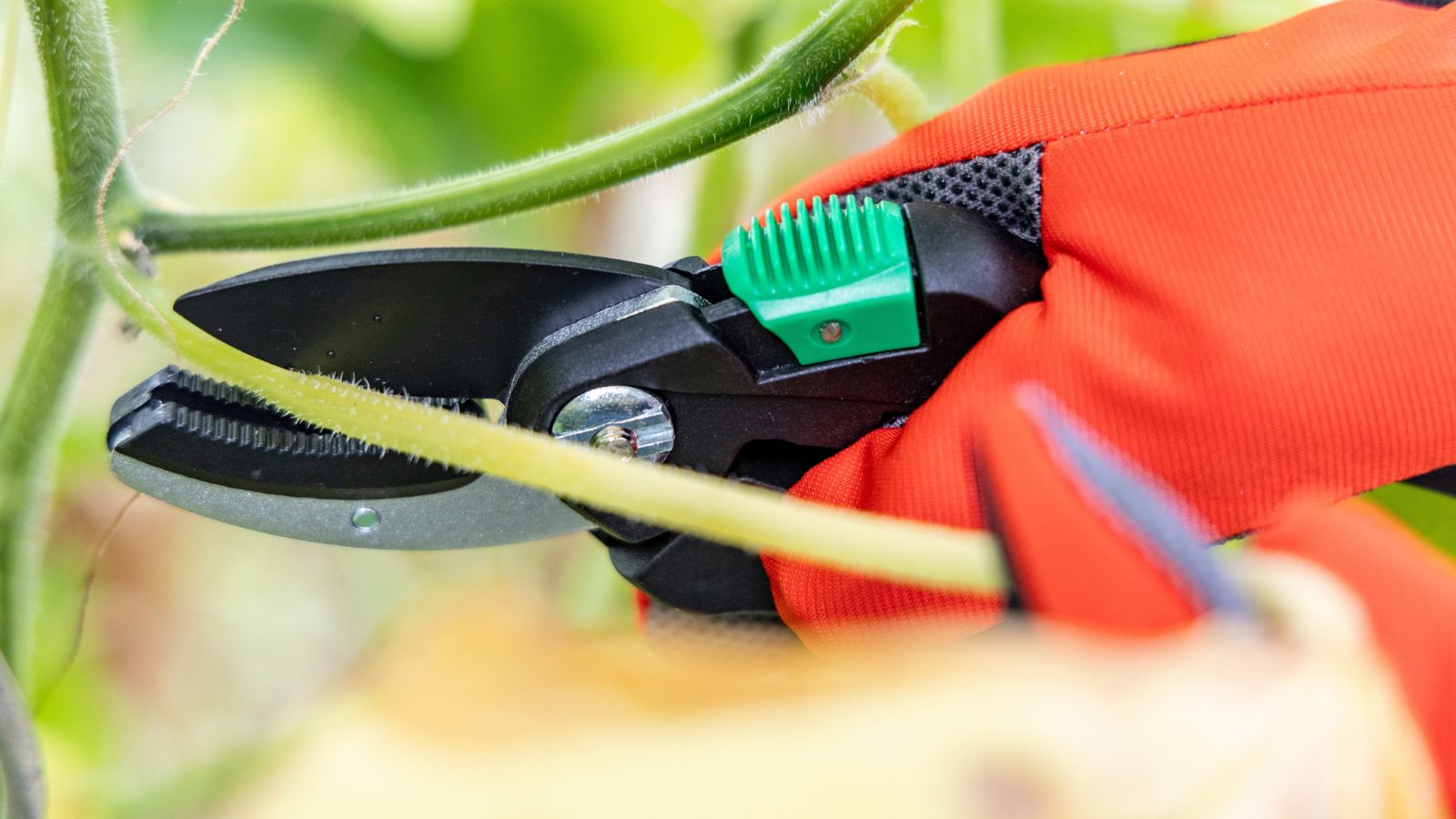 A close-up shot of person's hand in the process of removing damaged and diseased leaves