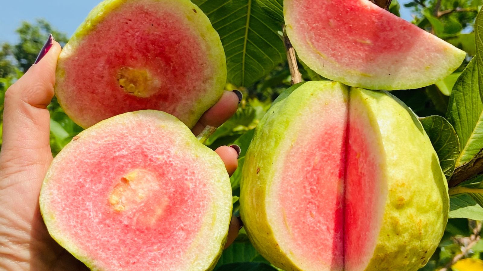 A close-up shot of a person's hand holding a sliced fruit, showcasing its pink colored flesh in a well lit area