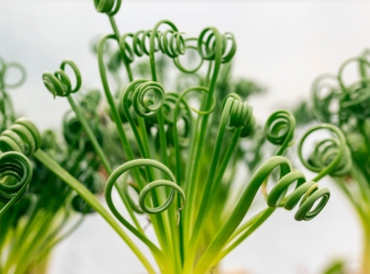 A close-up shot of spiral leaves of the albuca spiralis