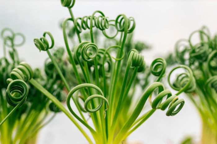 A close-up shot of spiral leaves of the albuca spiralis