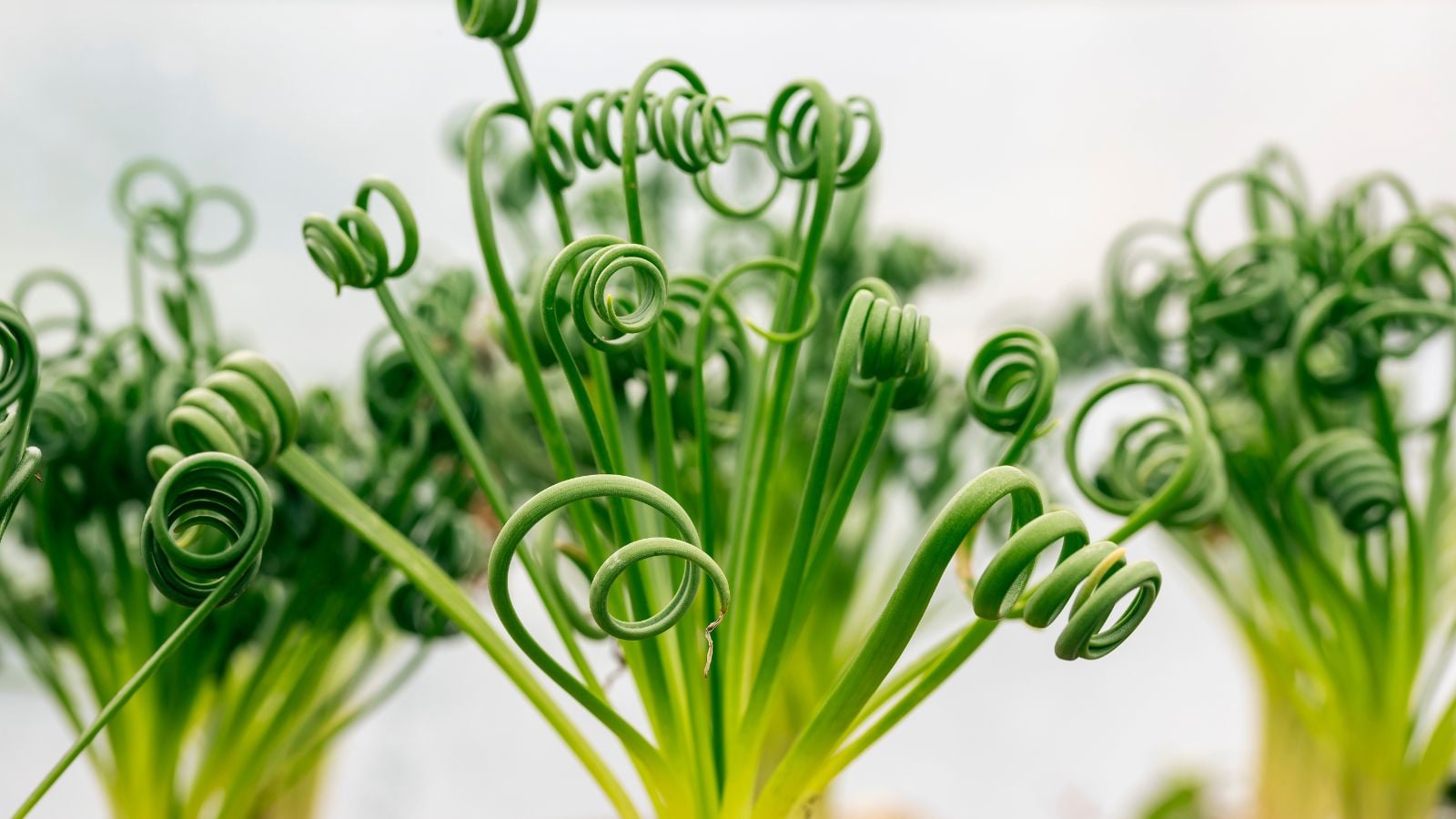 A close-up shot of spiral leaves of the albuca spiralis
