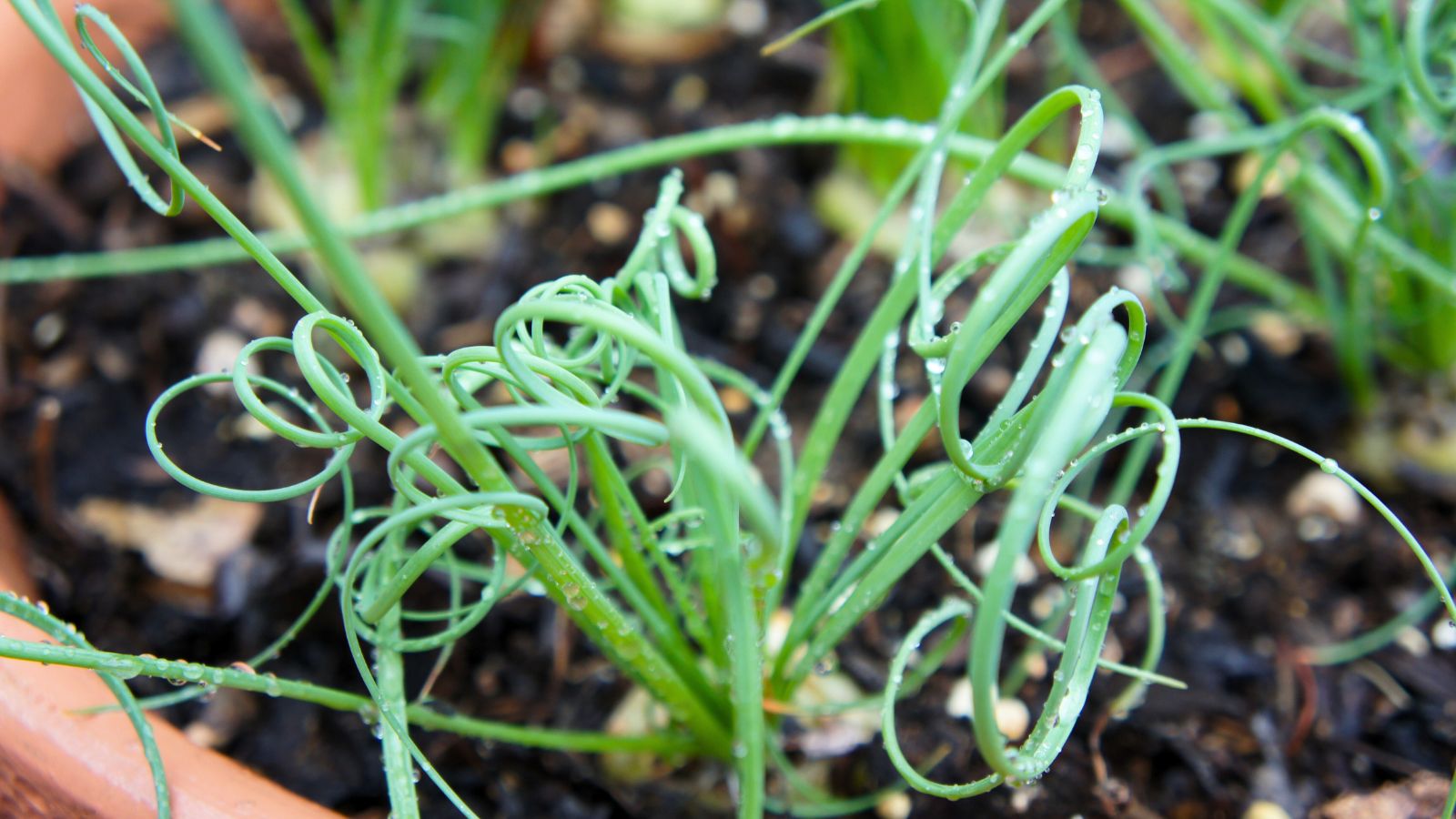 A close-up shot of spiraled leaves of a houseplant placed in a pot