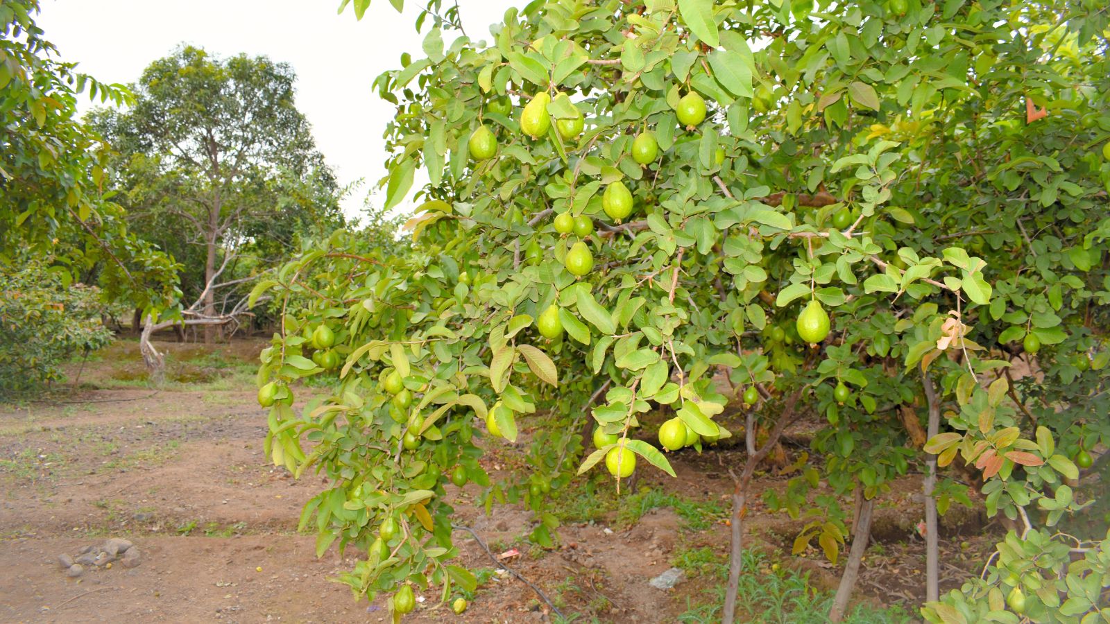 A shot of a developing fruit bearing plant showcasing its fruits and leaves in a well lit area