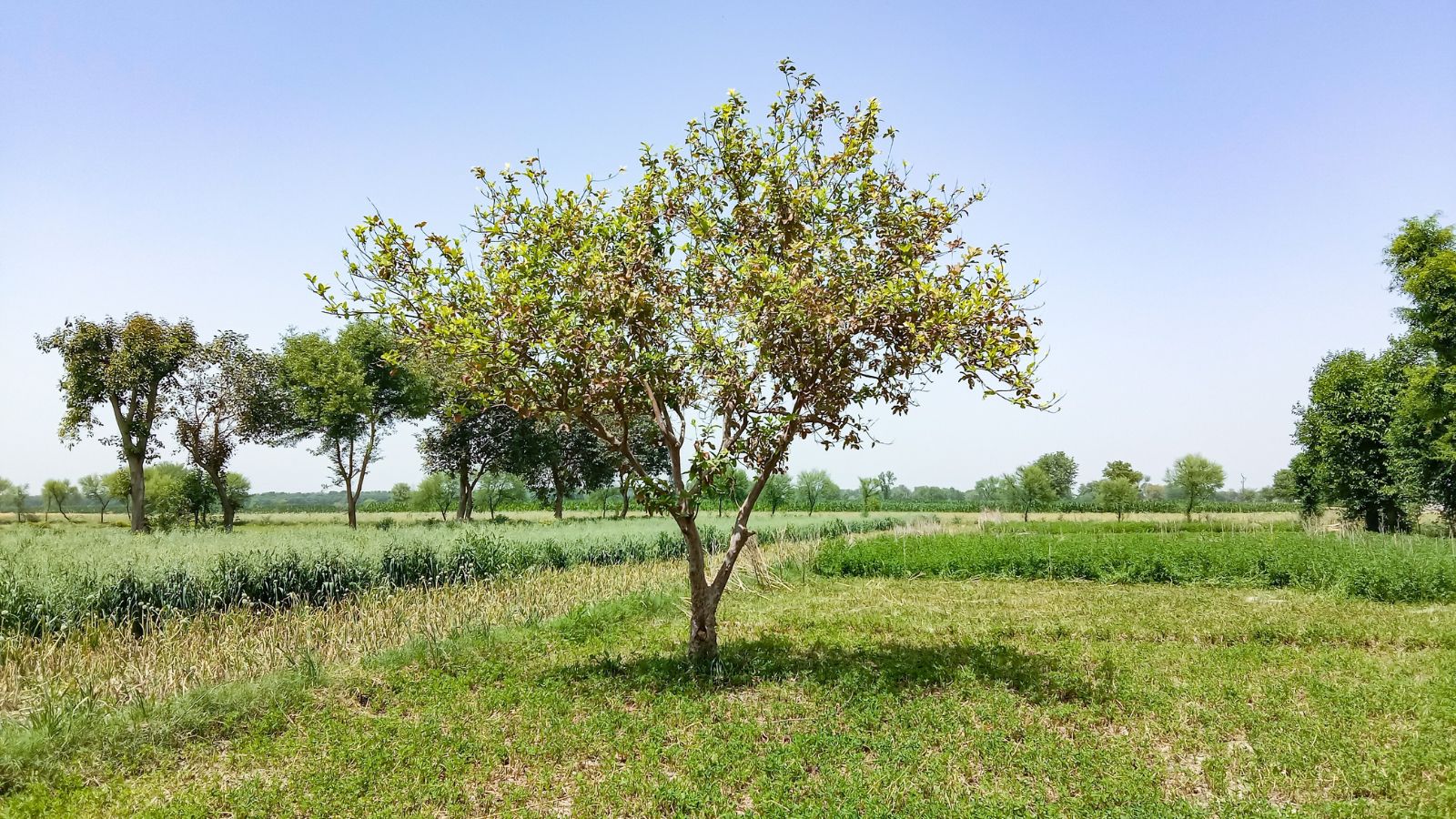 A shot of a developing fruit bearing plant in a well lit area outdoors