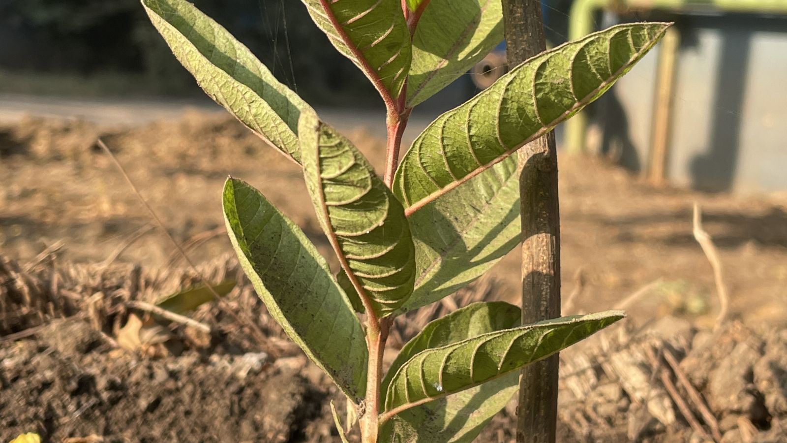 A shot of a developing sapling of a fruit bearing plant in a well lit area