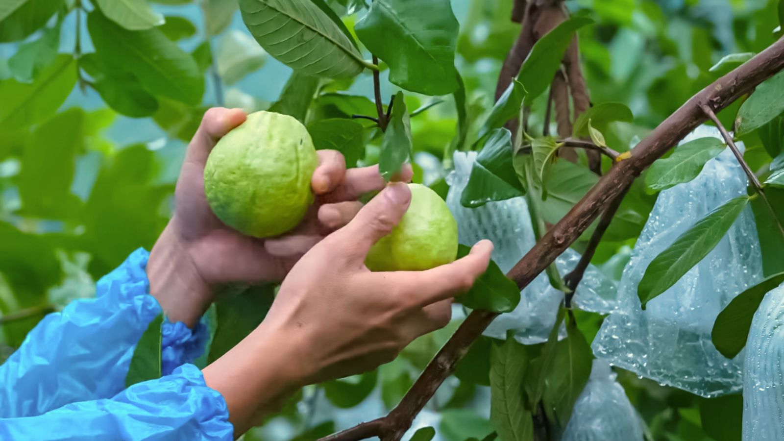 A shot of a person's hand harvesting fruits of a fruit bearing plant