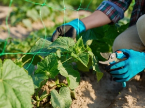A shot of a person in the process of pruning cucumbers