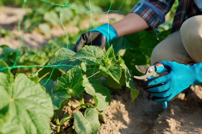 A shot of a person in the process of pruning cucumbers
