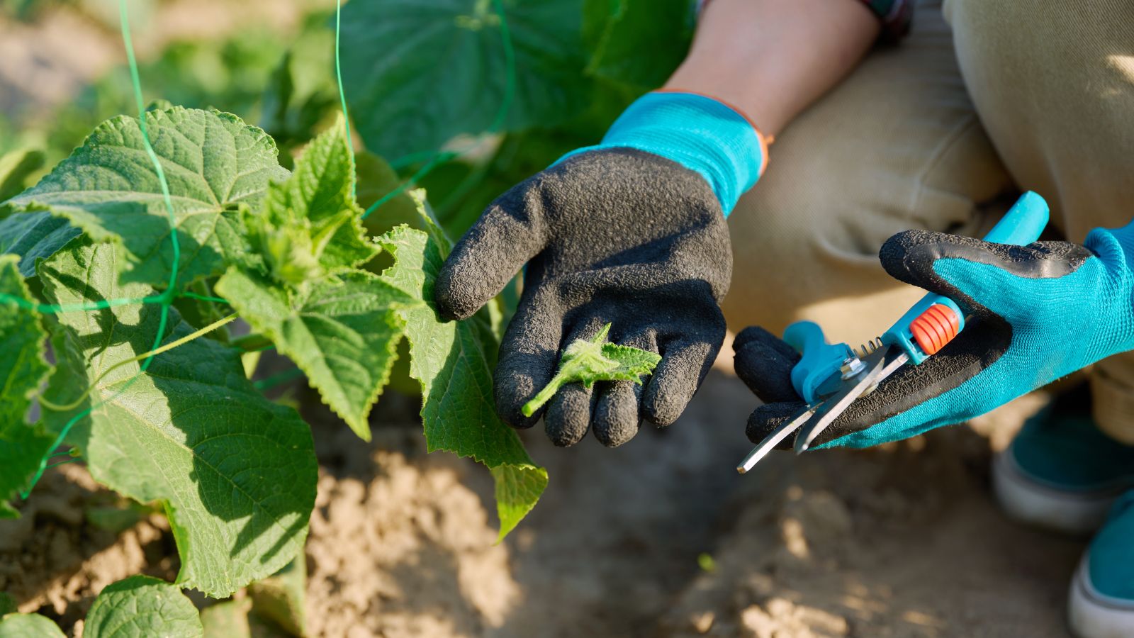 A shot of a person wearing black glvoes in the process of trimming of plants in a well lit area outdoors