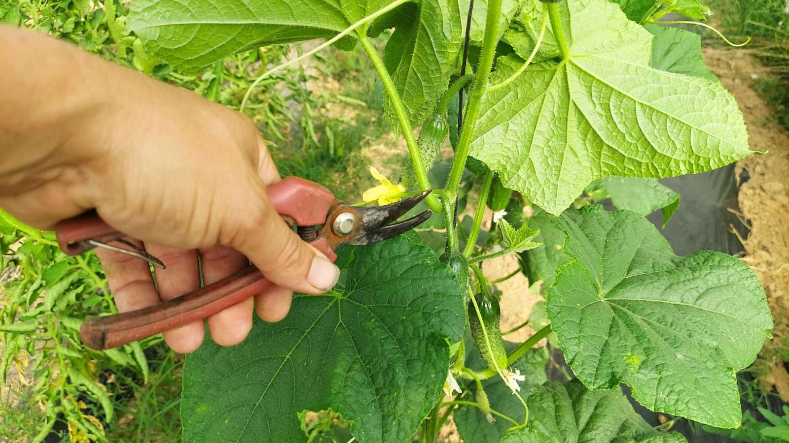 A shot of a person in the process of trimming plants