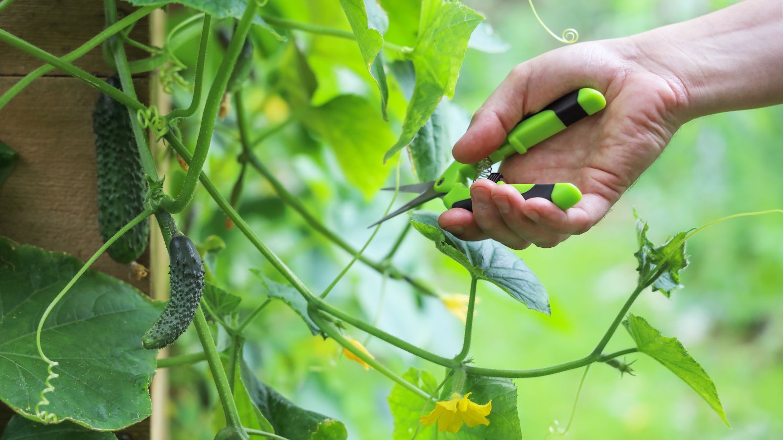 A shot of a person in the process of trimming young developing crops and its leaves in a well lit area outdoors