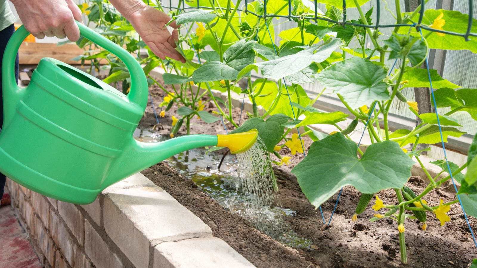 A shot of a person in the process of watering developing crops in a well lit area