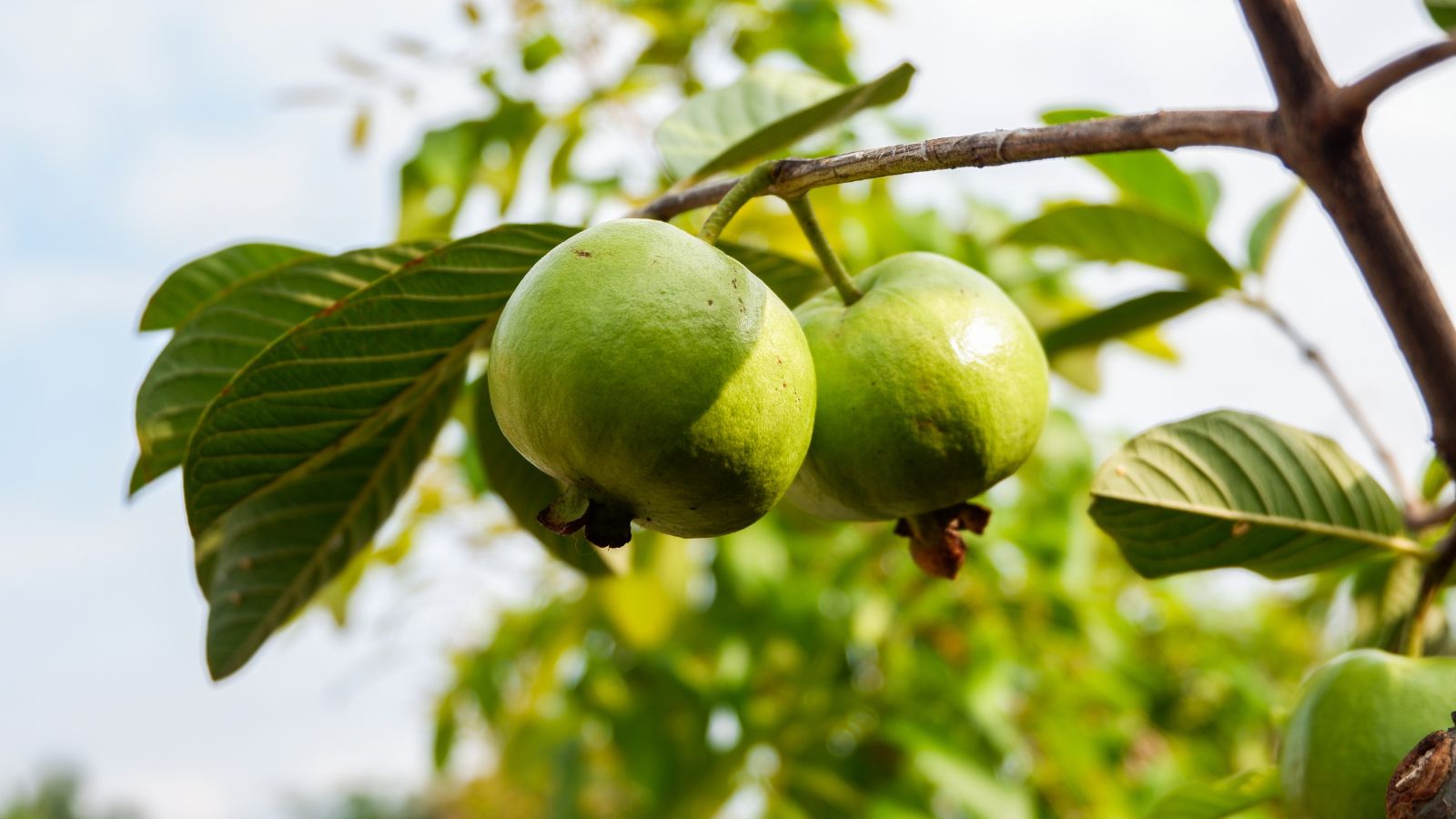 A shot of fruits of a fruit bearing plant, with the fruits attached to branches and all basking in bright sunlight