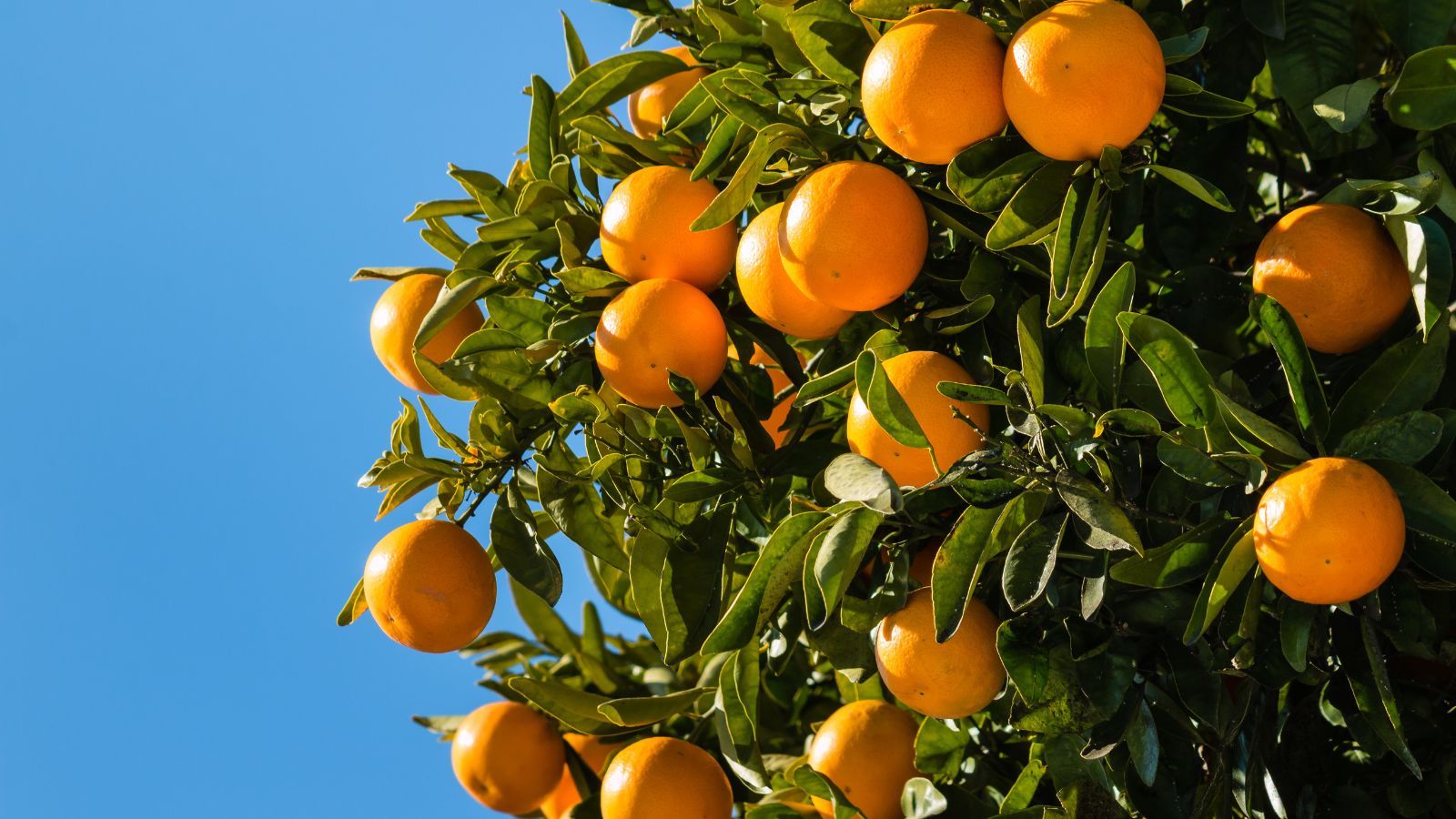 A shot of orange fruits and green leaves of a fruit plant placed in a well lit area outdoors