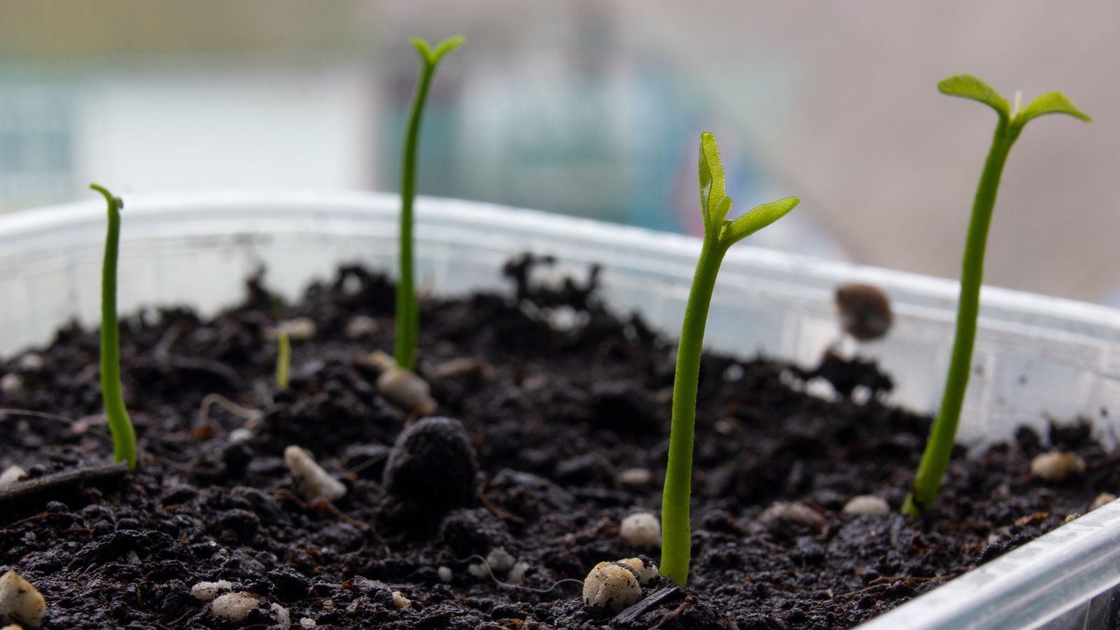 A shot of seedlings of a fruit plant in a plastic container in a well lit area