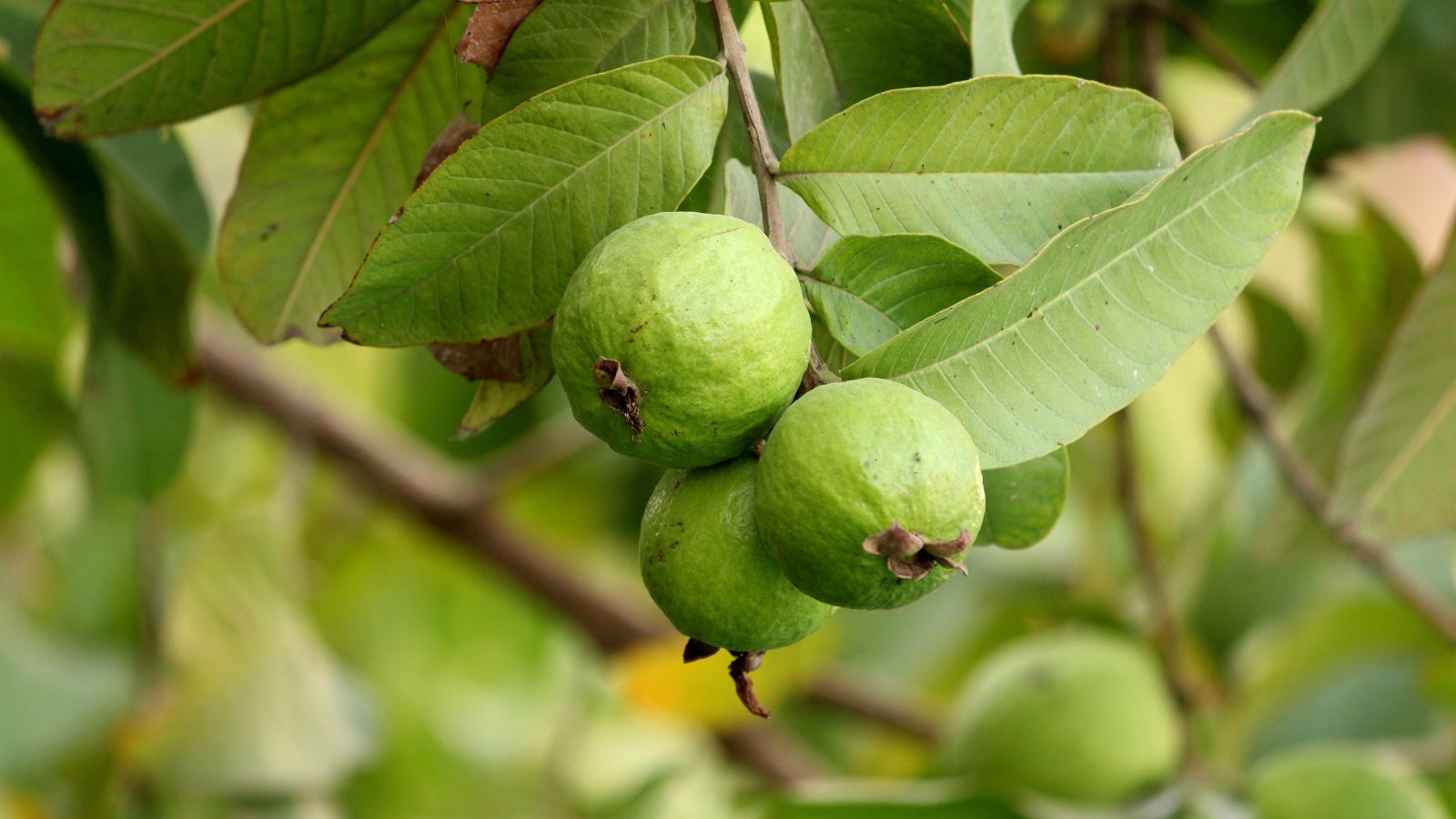 A shot of several developing fruits of a fruit bearing plant in a well lit area outdoors