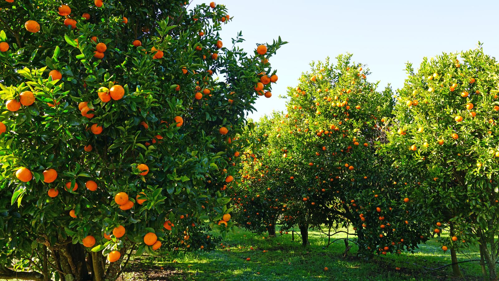 A shot of several rows of developing fruit bearing plants all situated in a well lit area outdoors