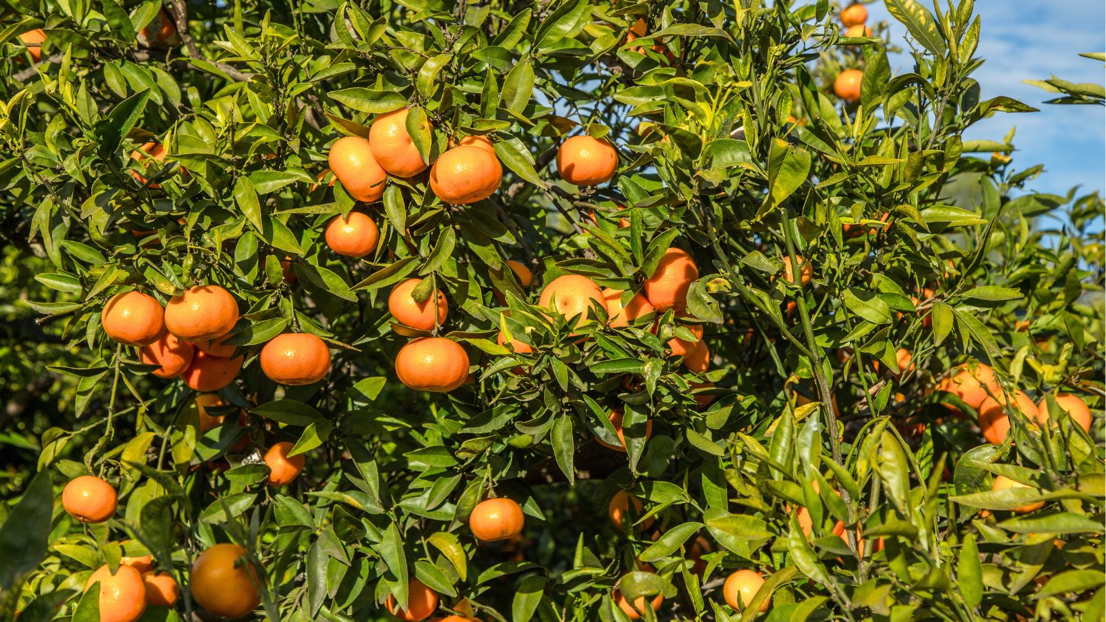 A shot of several developing orange fruits and green leaves of a fruit-bearing plant all basking in bright sunlight outdoors