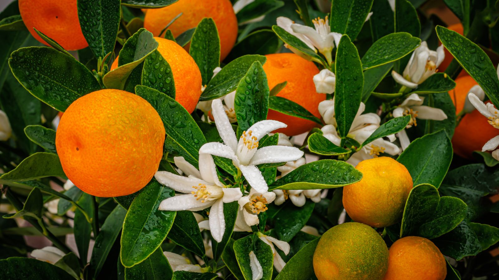 A shot of white blooms and orange fruits of a fruit-bearing plant