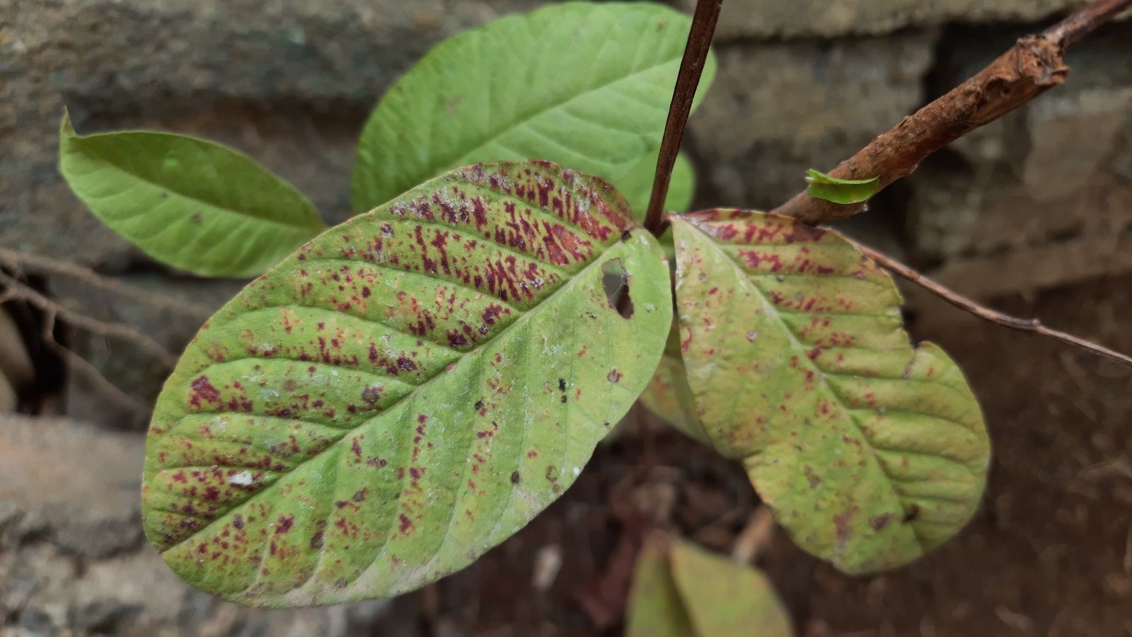 An overhead shot of leaves affected with algal leaf spot