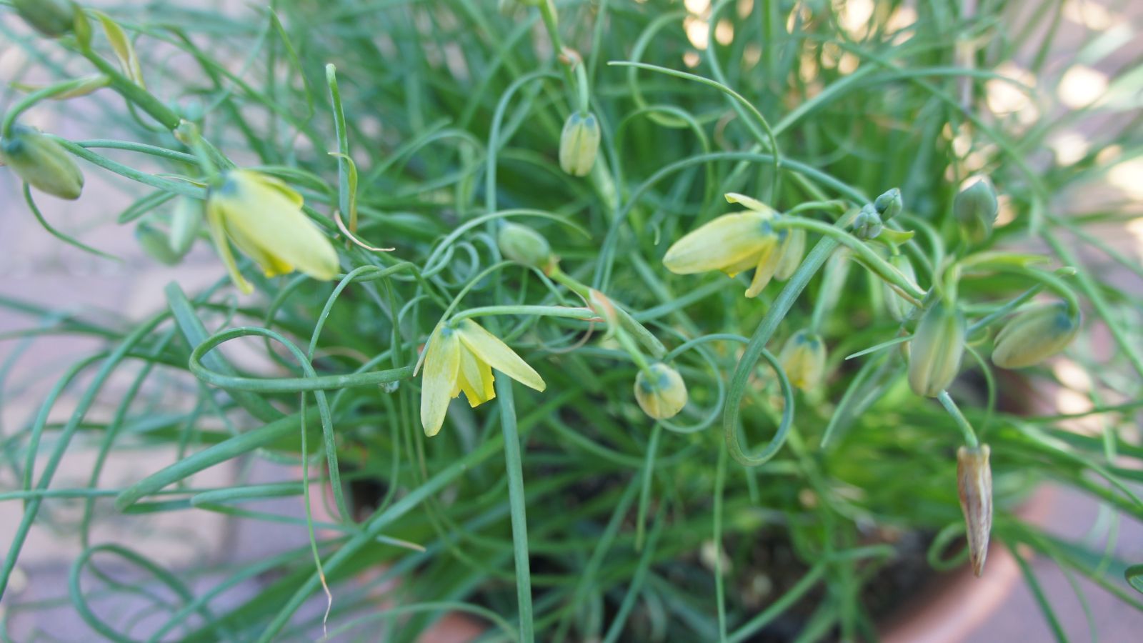 An overhead and close-up shot of spiral grass with small flowers that is  placed in a pot