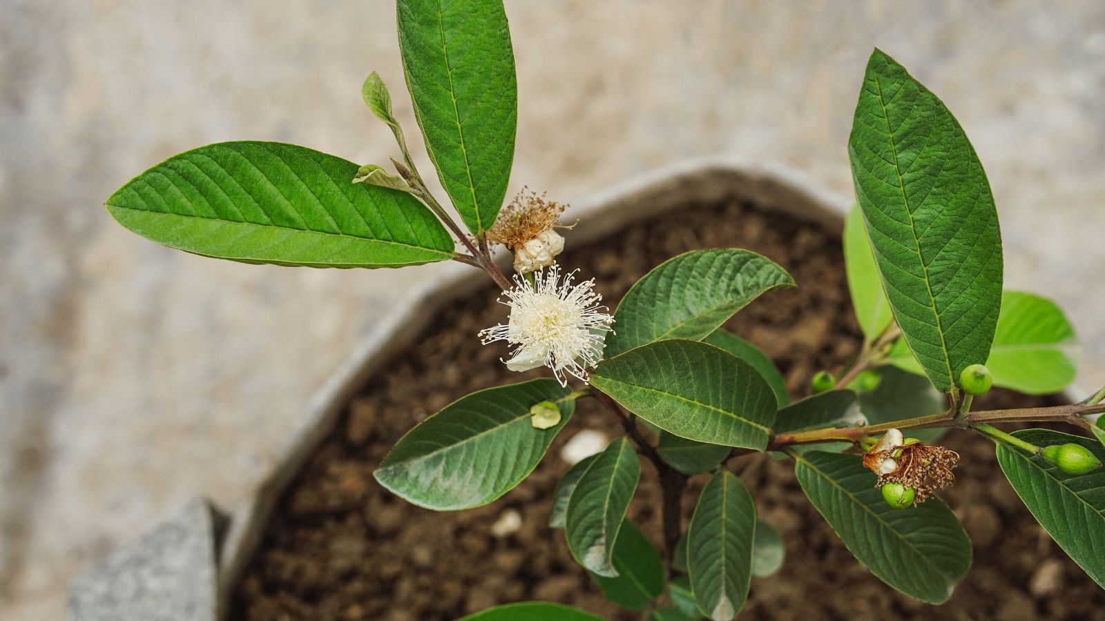 An overhead shot of a developing seedling of a fruit bearing tree that is placed in a white container in a well lit area