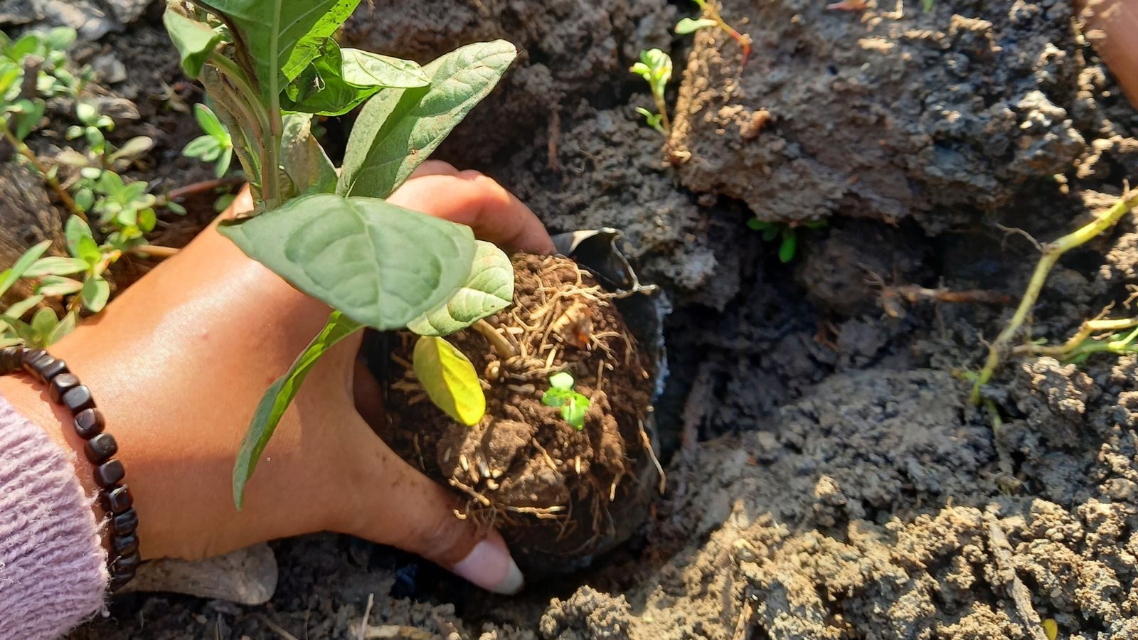 An overhead shot of a person's hand planting a sapling on rich soil in a well lit area outdoors