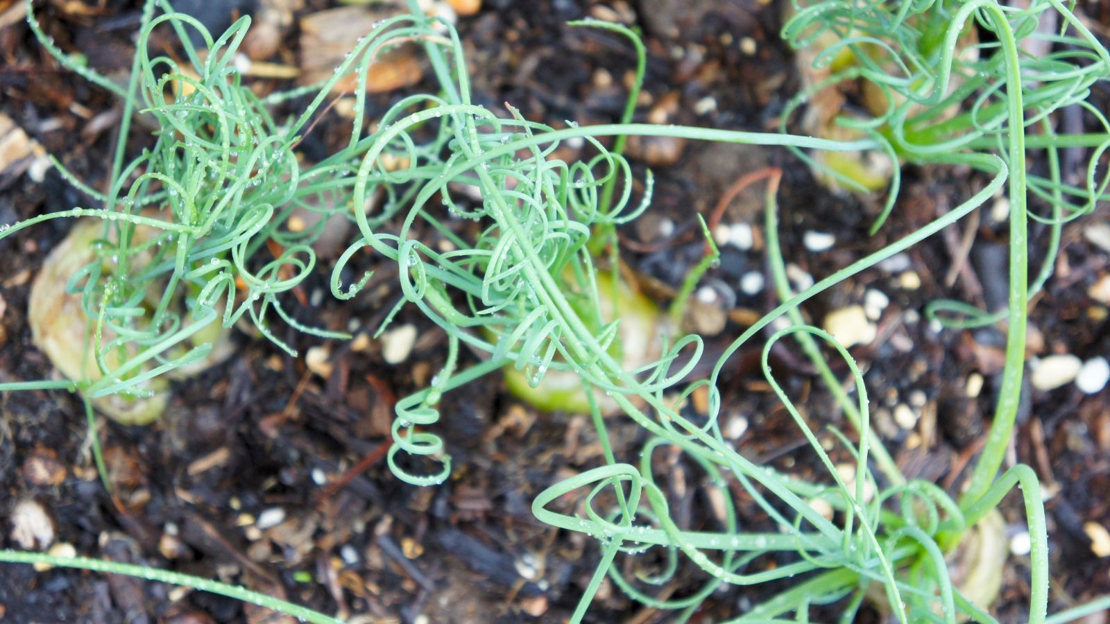 An overhead shot of leaves and bulbs of a houseplant in a well lit area
