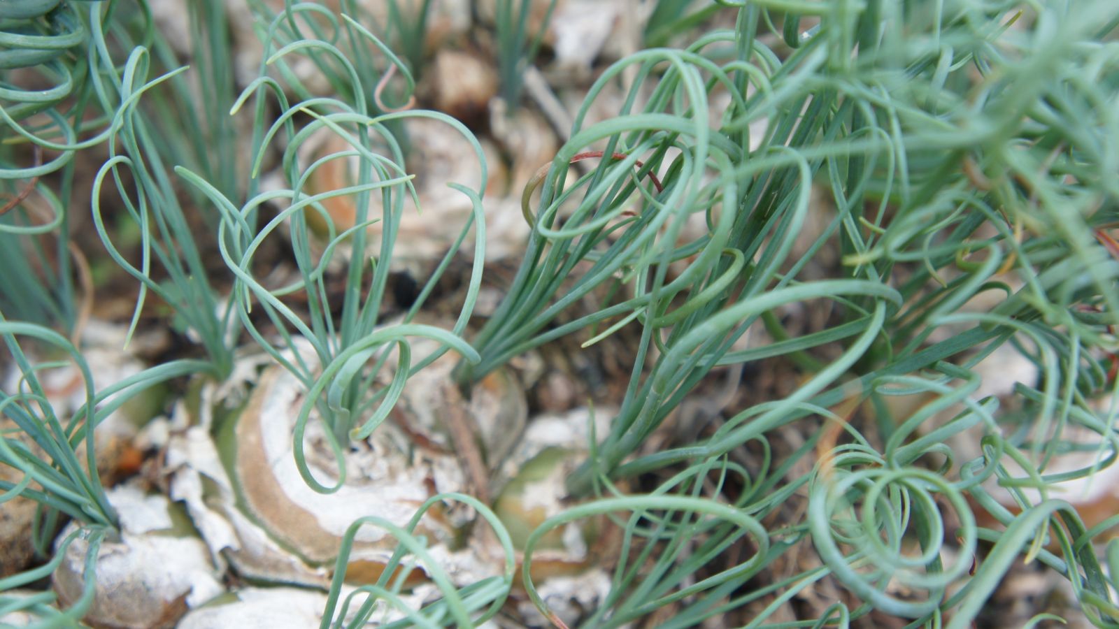 An overhead shot of spiraled leaf tips of a houseplant
