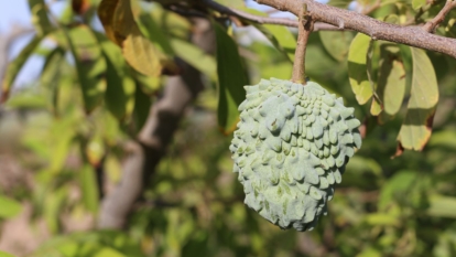 A Annona squamosa x Annona Cherimola with a round fruit with hard and bumpy skin dangling from a woody stem with others in the background