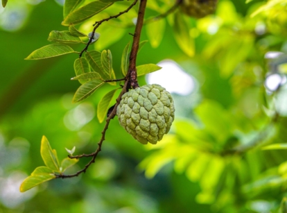 Atemoya tree with round fruit appearing bumpy dangling on a woody branch surrounded by countless deep green leaves