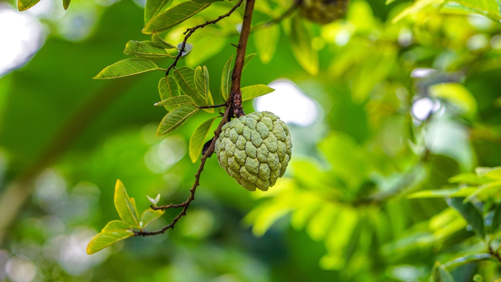 Atemoya tree with round fruit appearing bumpy dangling on a woody branch surrounded by countless deep green leaves