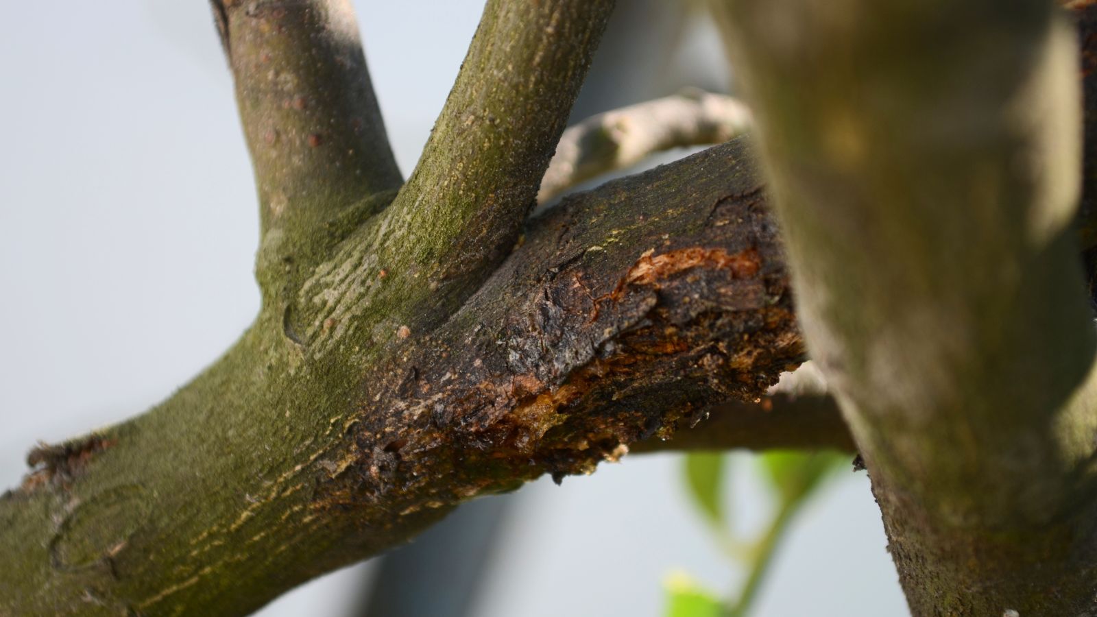 A shot of a branch of a citrus plant affected with Citrus gummosis,