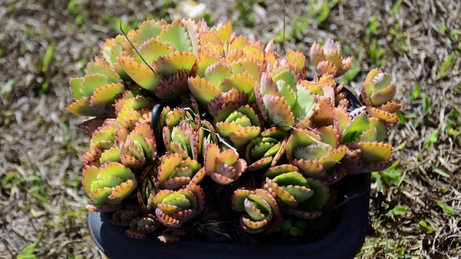 Kalanchoe daigremontiana plantlets placed in a small container receiving abundant sunlight 
