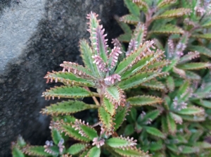 A Mother of thousands plant placed beside a large dark gray rock with a rough texture placed somewhere with sunlight