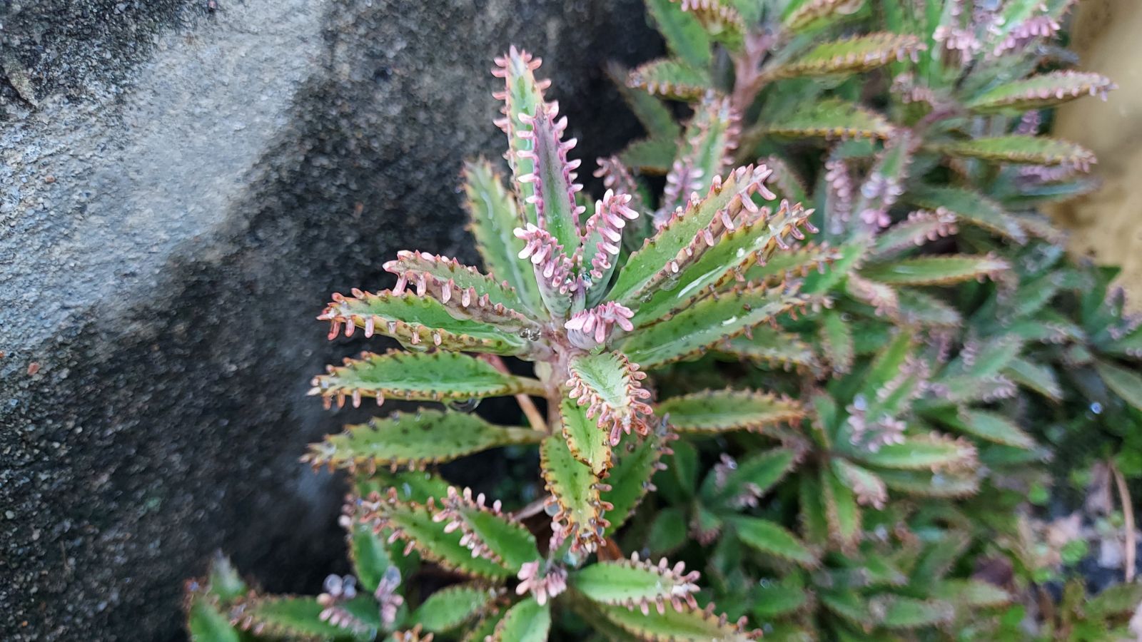 A Mother of thousands plant placed beside a large dark gray rock with a rough texture placed somewhere with sunlight