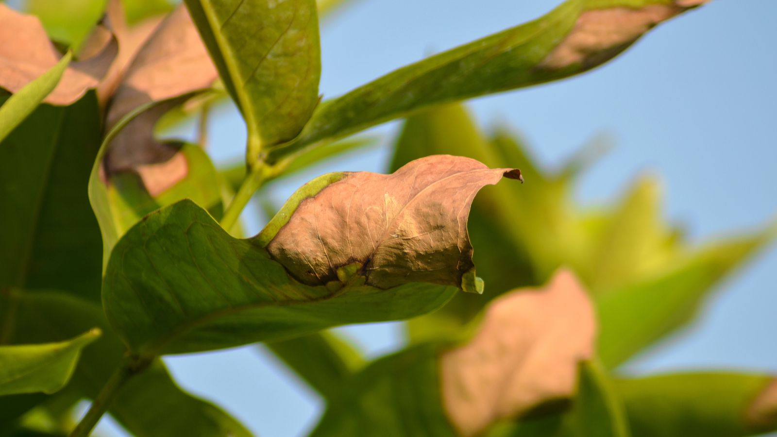 Yellowing leaves of a fruit bearing plant in a well lit area