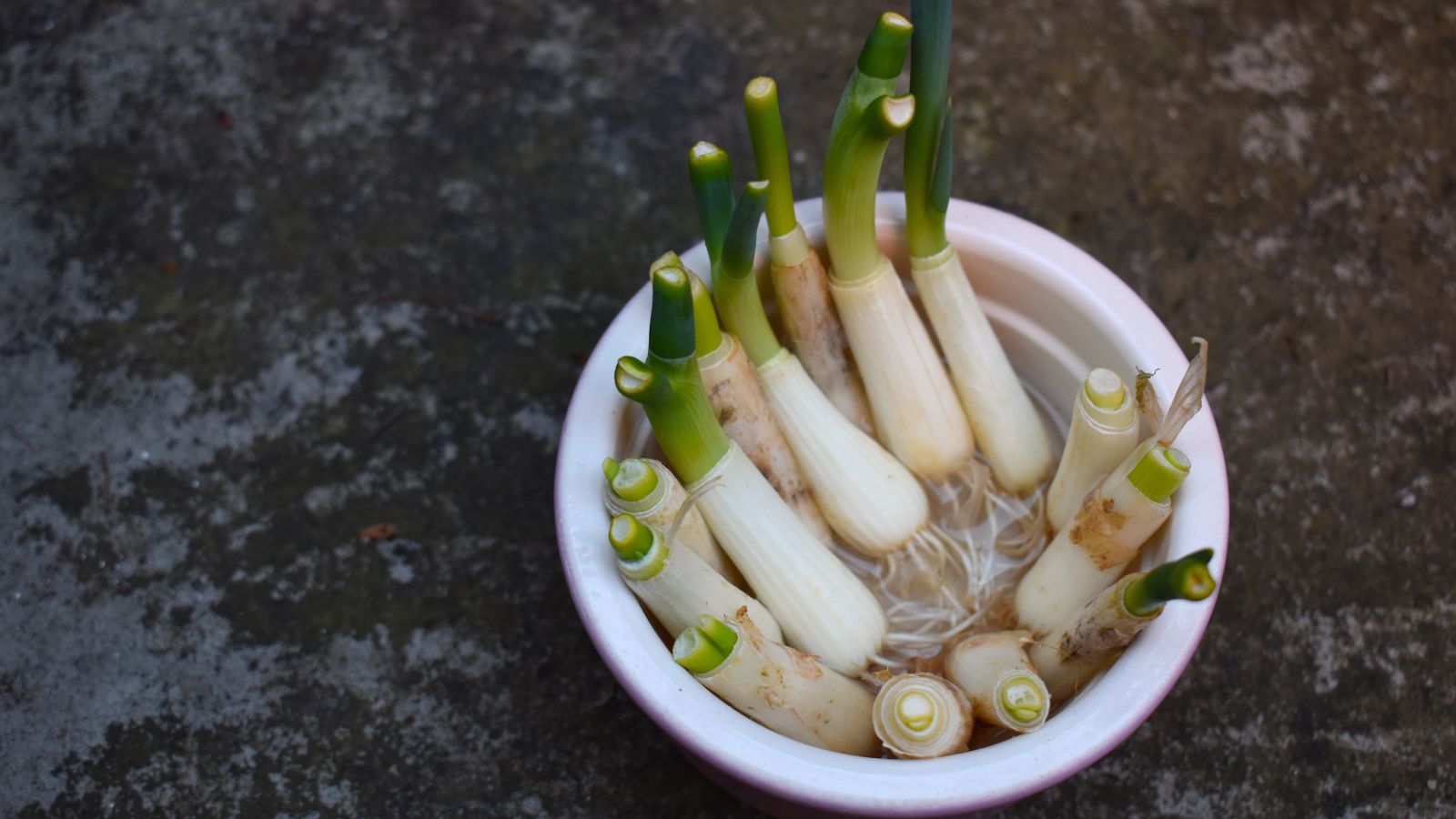 A close-up and overhead shot of a composition of several allium crops, placed on a small pot, all situated in a well lit area