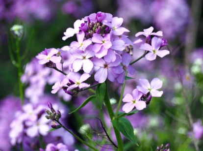 A close-up shot of a dame's rocket flower