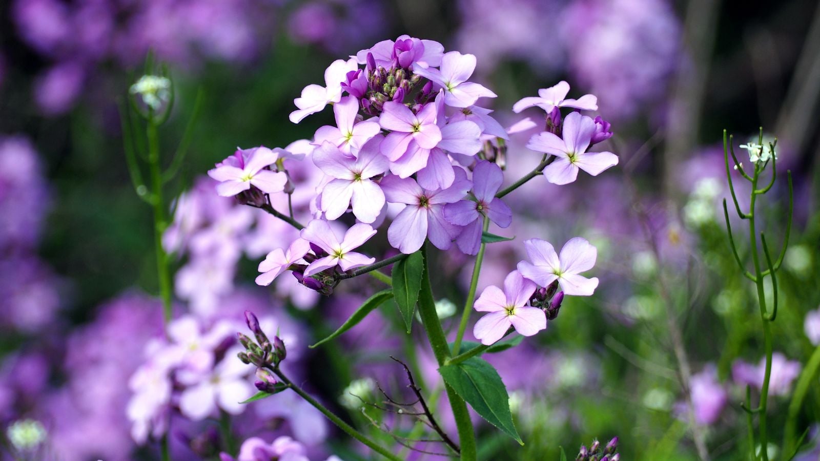A close-up shot of a dame's rocket flower